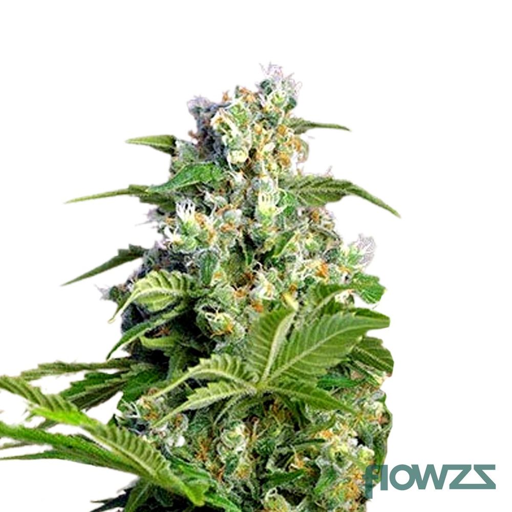 Gorilla Mints » Wirkung, Strain Reviews & Preise flowzz