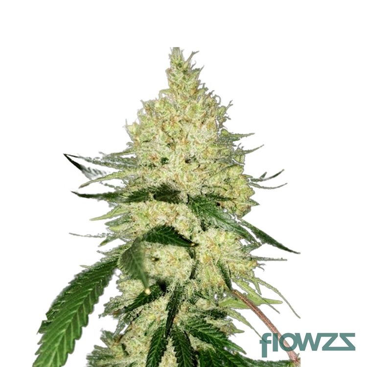 Zour Apple » Wirkung, Strain Reviews & Preise flowzz