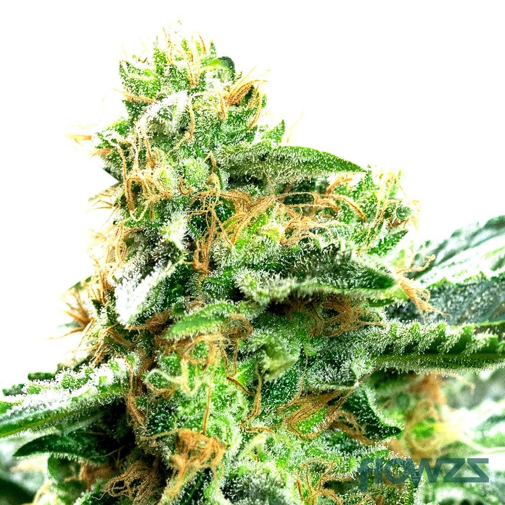 Strawberry OG » Wirkung, Strain Reviews & Preise flowzz