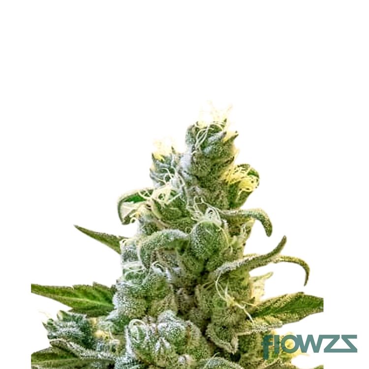 Frosted Lemon Cake » Wirkung, Strain Reviews & Preise flowzz