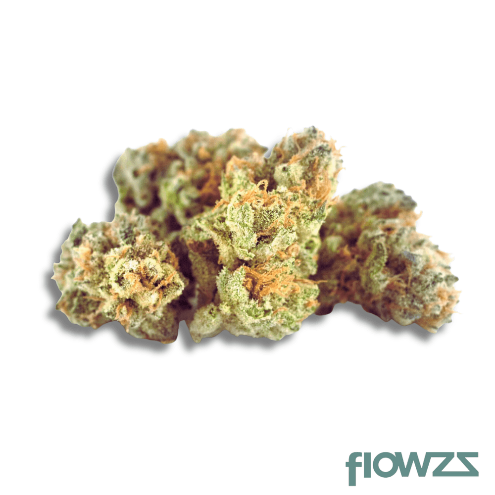 Cannamedical Hybrid forte Gorilla Mints zum besten Preis