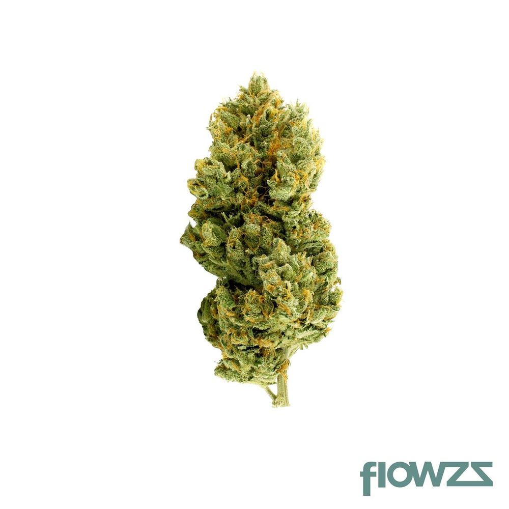 420 Evolution 25/1 CA TGP Tiger Paw zum besten Preis