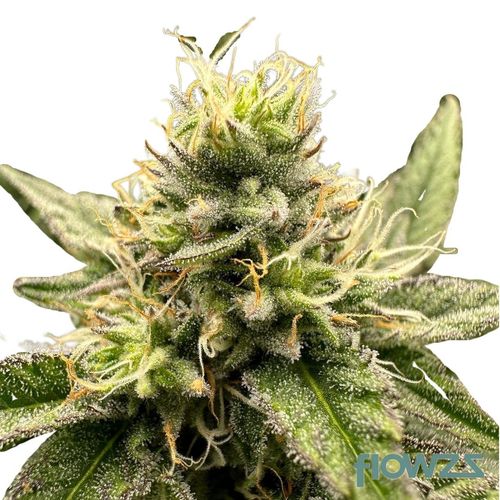Bubblegum Biscotti x Grape Gasoline » Wirkung, Strain Reviews & Preise