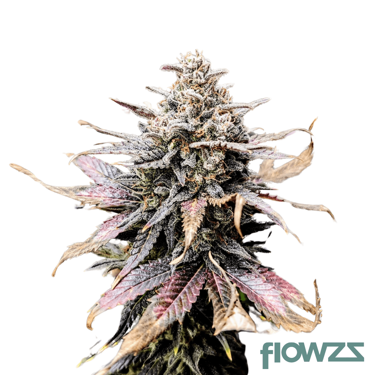 Mimosa⭐︎ Mimosa Weed Strain Information | Weedmaps