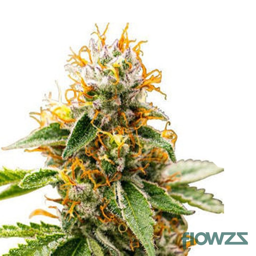 Mango » Wirkung, Strain Reviews & Preise flowzz