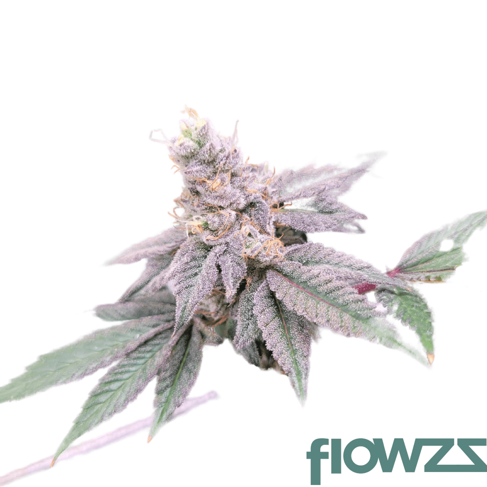 Pavé S1 » Wirkung, Strain Reviews & Preise flowzz