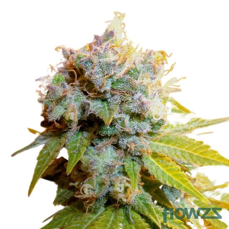 Blueberry Haze » Wirkung, Strain Reviews & Preise flowzz