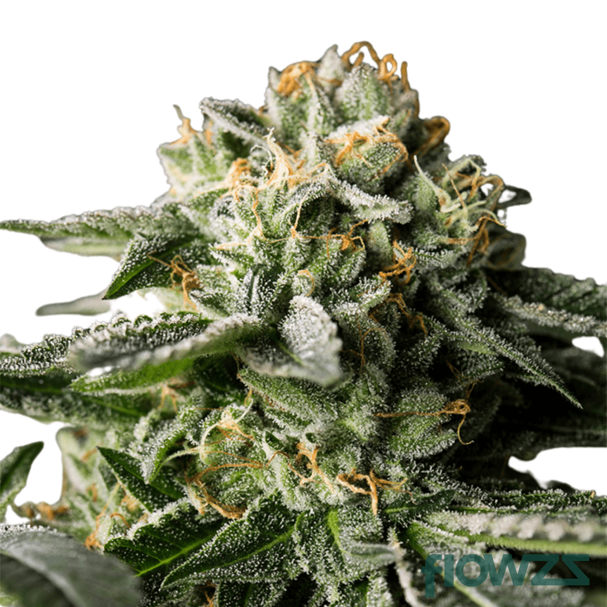 c10a4d632ca9e17dd4442323ca8fd6  