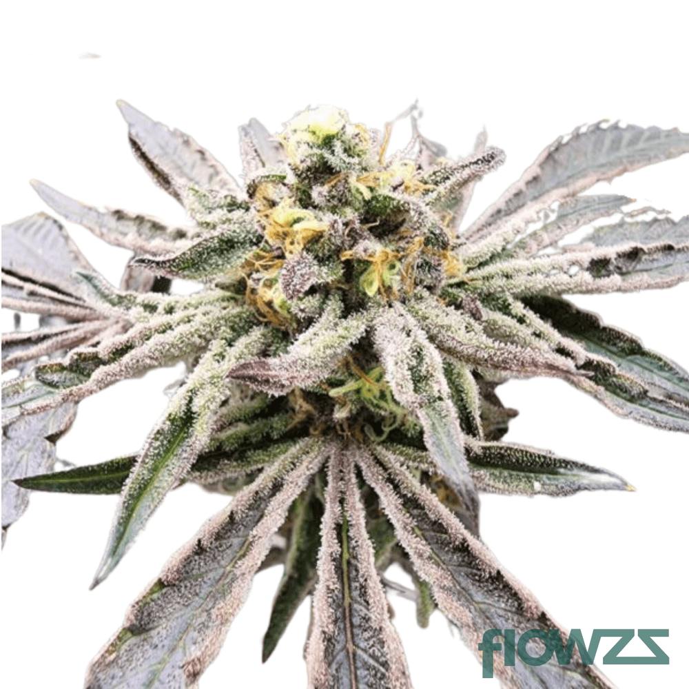 Frozen Lemon Mints » Wirkung, Strain Reviews & Preise flowzz