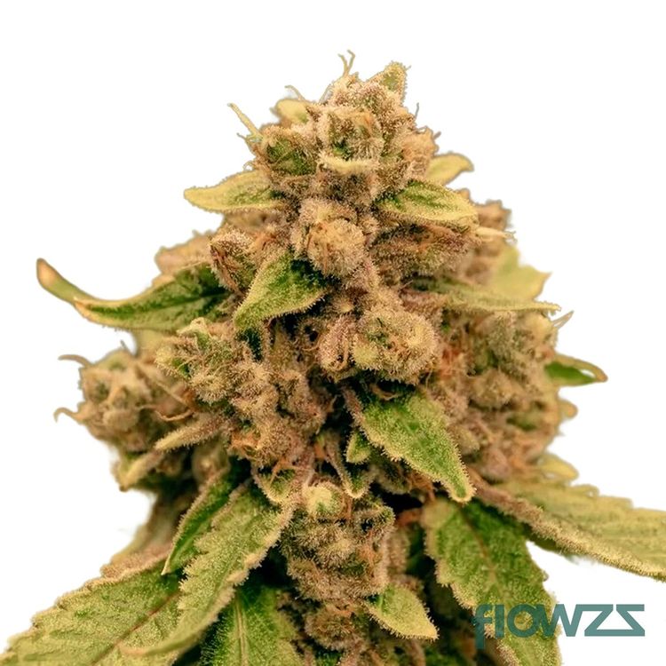 Chocolate Marshmallows » Wirkung, Strain Reviews & Preise flowzz