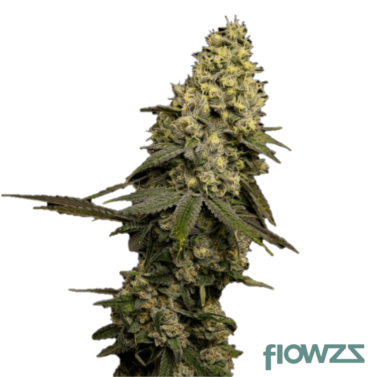 Jungle Cake » Wirkung, Strain Reviews & Preise flowzz