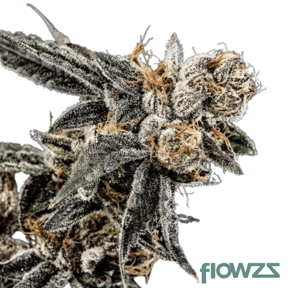 Gelati Punch » Wirkung, Strain Reviews & Preise flowzz