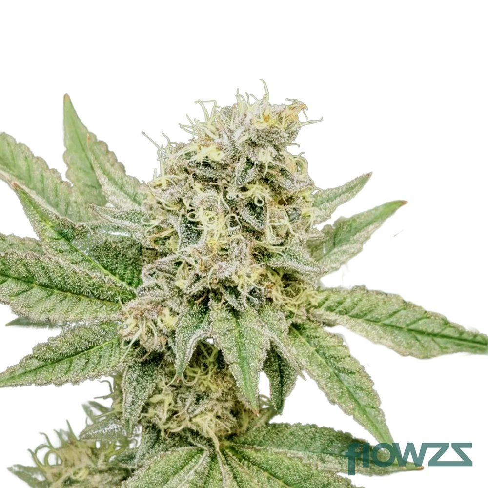 Tropicana Cookies » Wirkung, Strain Reviews & Preise flowzz