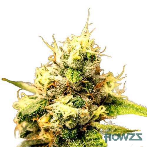 Legendary Larry » Wirkung, Strain Reviews & Preise flowzz